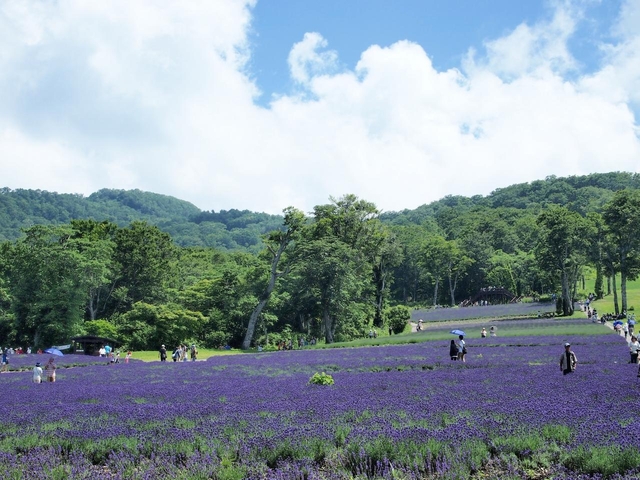 8. たんばらラベンダーパーク / 群馬