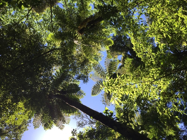 10. 自然を体感できる亜熱帯の森「金作原」