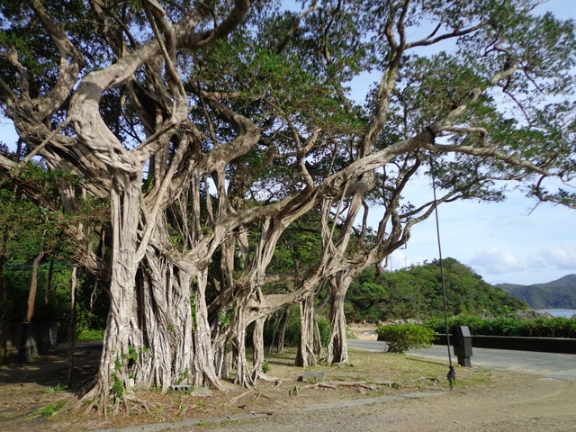 14. 吸い込まれるような満天の星「加計呂麻島」