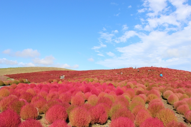 国営ひたち海浜公園