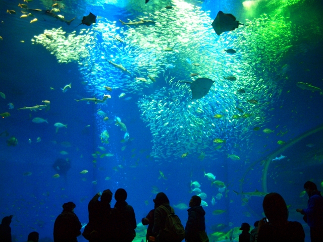 アクアワールド茨城県大洗水族館