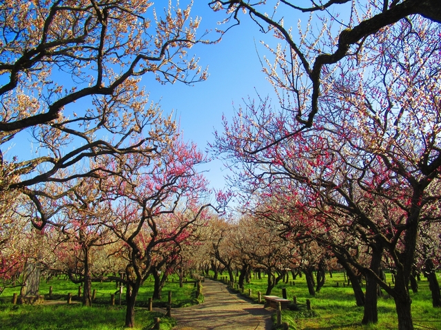 偕楽園(かいらくえん)