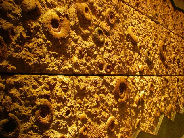 神奈川県立生命の星 地球博物館