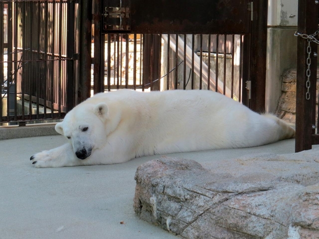 15. 日本初・人工哺育のシロクマのピースが人気「愛媛県立とべ動物園」