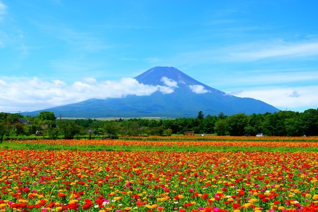 11. 富士山と季節の花々が造る絶景が楽しめる「山中湖 花の都公園」