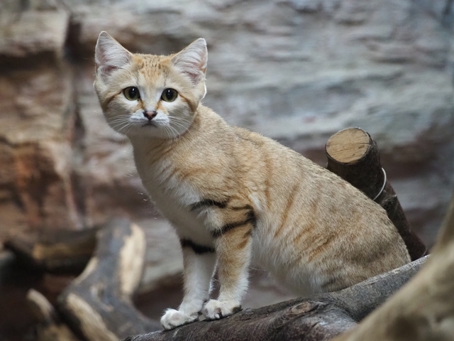 那須どうぶつ王国