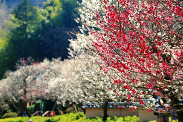 熱海梅園