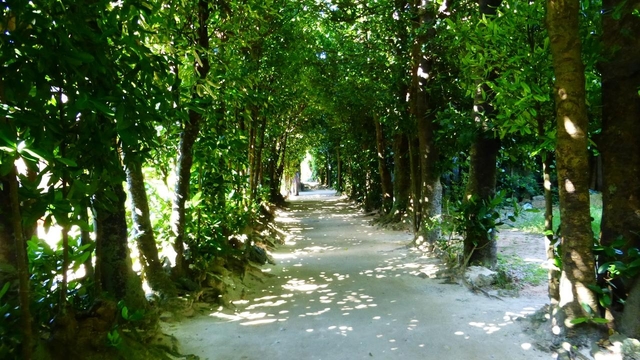 備瀬のフクギ並木