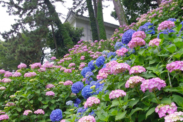 関東近郊あじさいの名所15選 22年 見ごろや穴場などを紹介 トラベルマガジン
