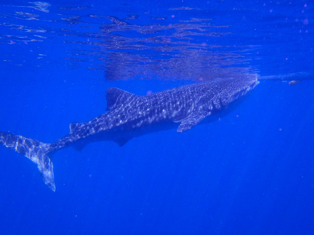 ジンベエザメ ウォッチング