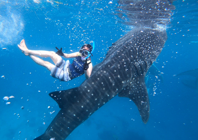 ジンベエザメ ウォッチング