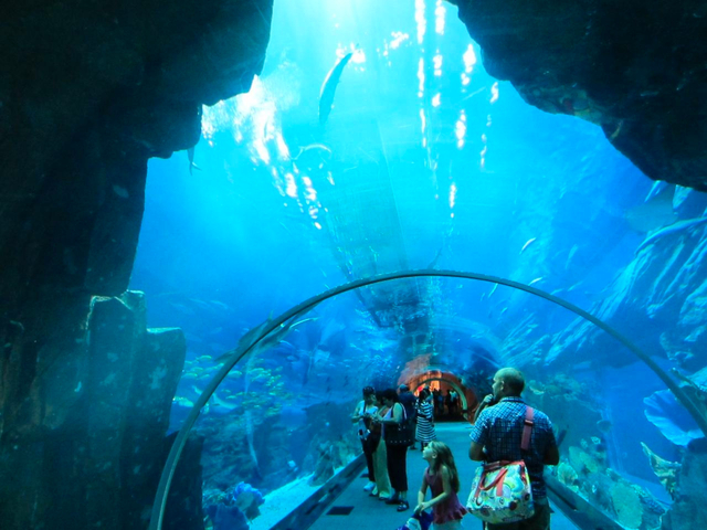 ドバイ水族館