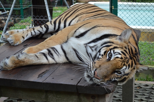 タイガー キングダム(プーケット)