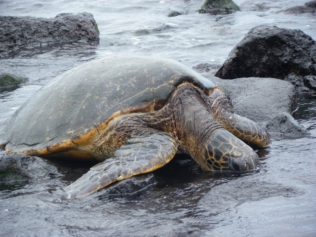 4. プナルウ黒砂海岸