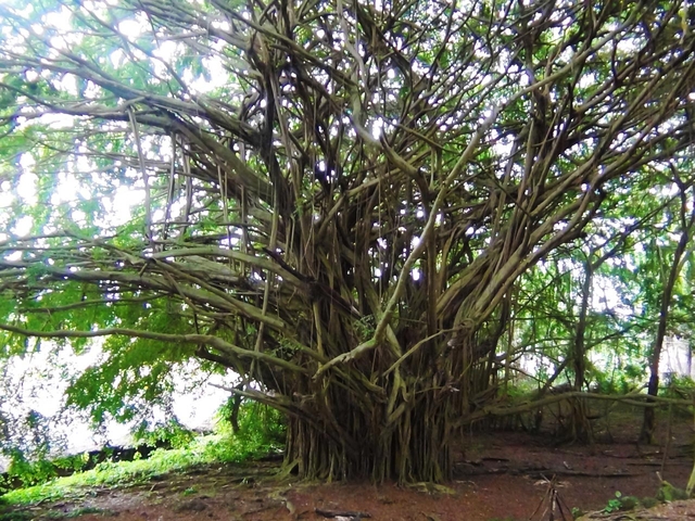 7. レインボー フォールズ