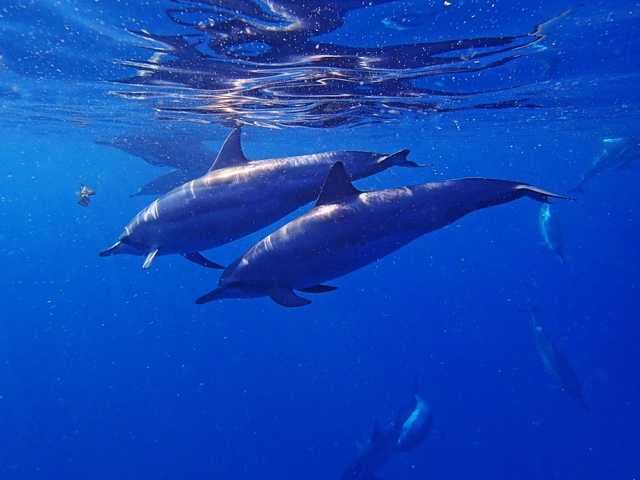 9. 野生のイルカ シュノーケリングツアー