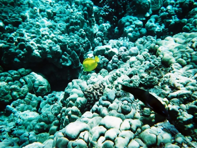 9. 野生のイルカ シュノーケリングツアー