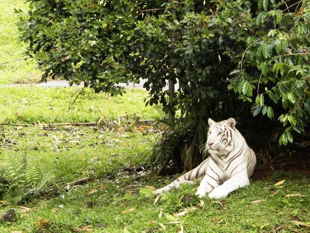 13. パナエワ熱帯雨林動物園