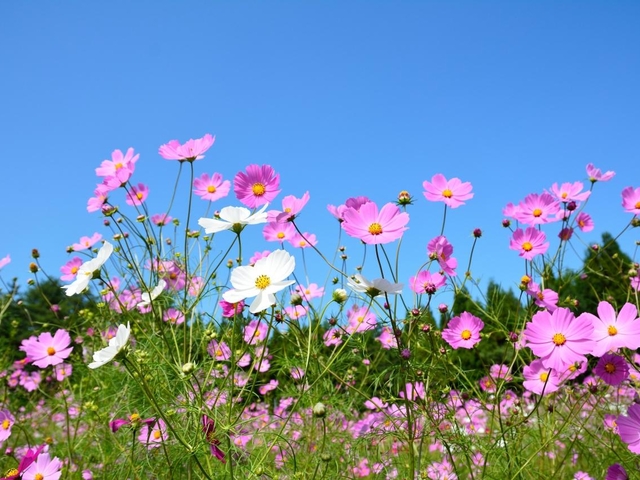 1. とよのコスモスの里 / 埼玉県