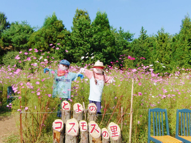1. とよのコスモスの里 / 埼玉県