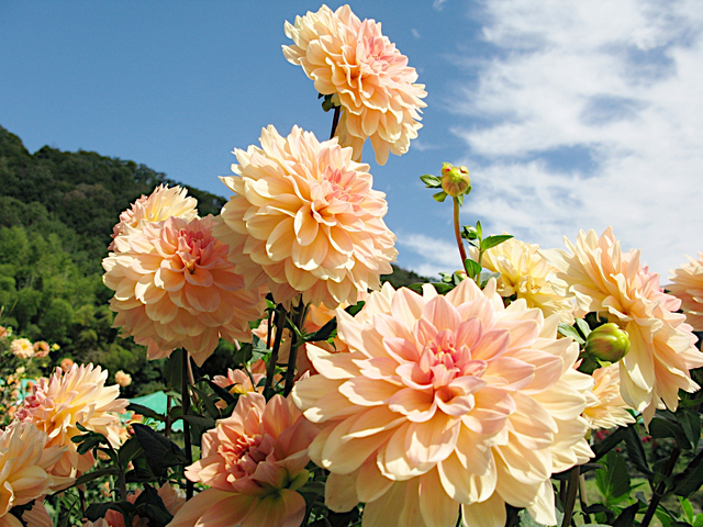 6. 黒川ダリヤ園 / 兵庫県
