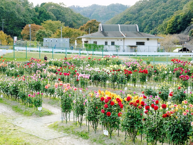6. 黒川ダリヤ園 / 兵庫県