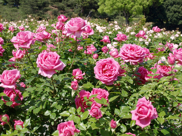 9. 須磨離宮公園のバラ / 兵庫県