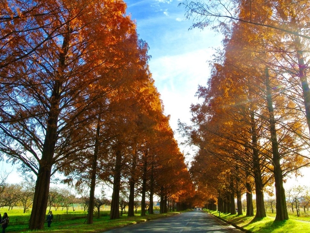 10. メタセコイア並木道 / 滋賀県