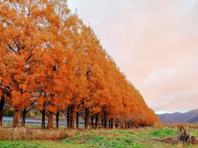 10. メタセコイア並木道 / 滋賀県