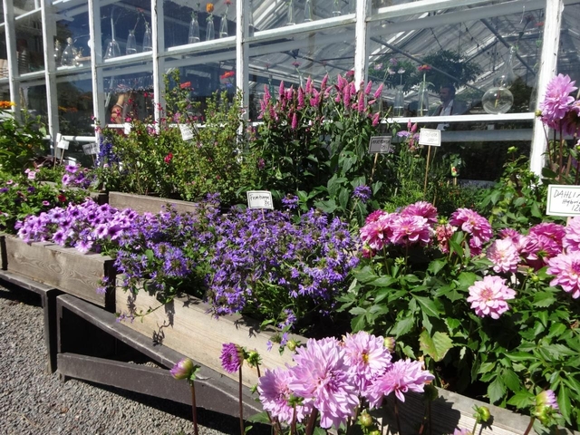 ローゼンダールス トレーゴード