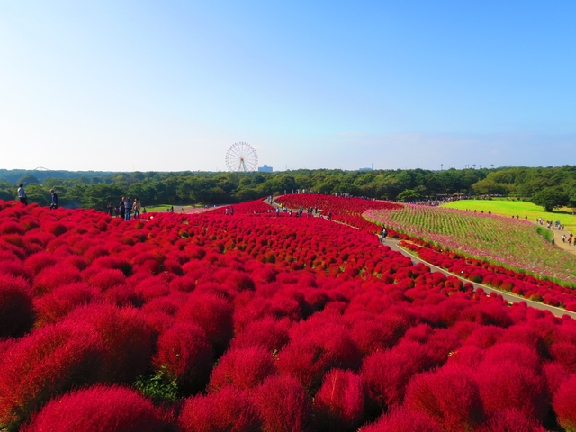 1.国営ひたち海浜公園のコキアやコスモス / 茨城県