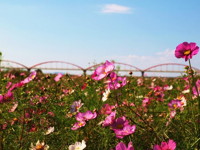 2. 吹上コスモス畑(荒川河川敷) / 埼玉県