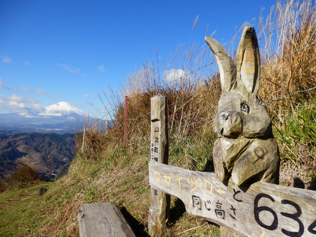 6. 大野山のすすき / 神奈川県