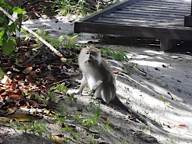 9. ペナン国立公園