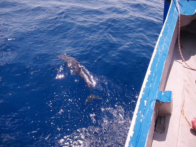 11. ドルフィンウォッチング