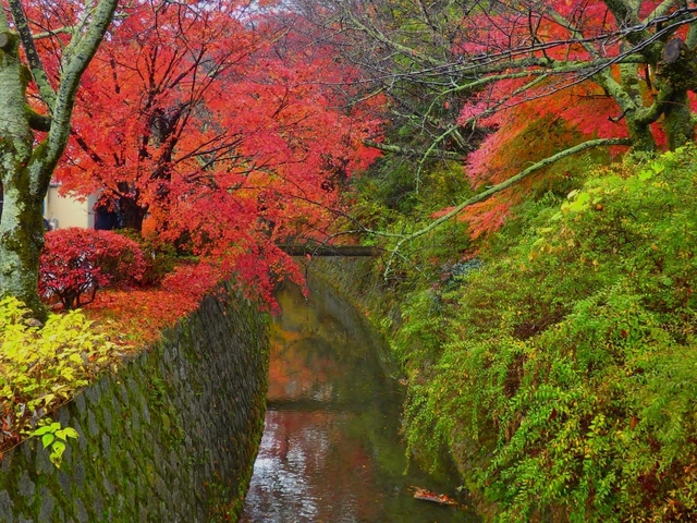 哲学の道 / 下鴨・宝ヶ池・平安神宮