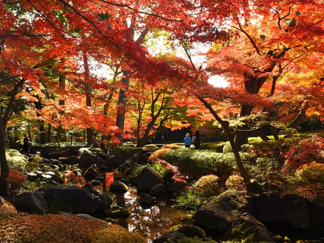 1. 「太田黒公園」 ライトアップで水面が紅く染まる / 東京 杉並区 (駅近)
