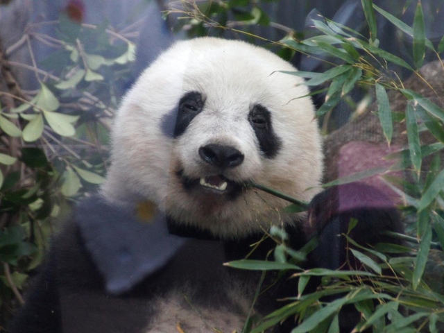 世にも奇妙な動物たち 世界三大珍獣に会える動物園9選 トラベルマガジン