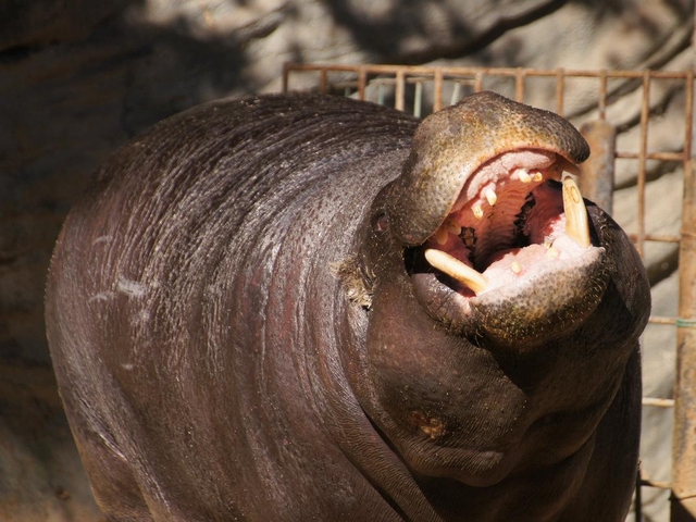 1. 東京都恩賜上野動物園 / 東京都
