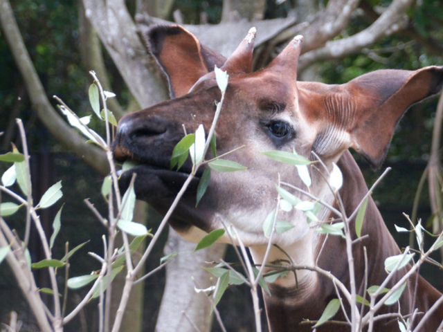 2. よこはま動物園ズーラシア / 神奈川県