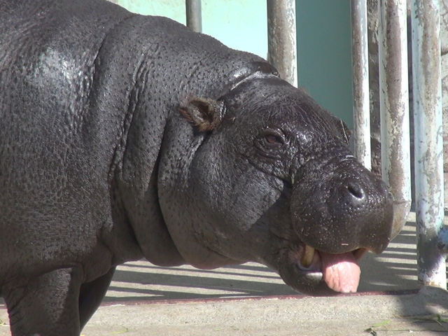 5. 名古屋市東山動植物園 / 愛知県