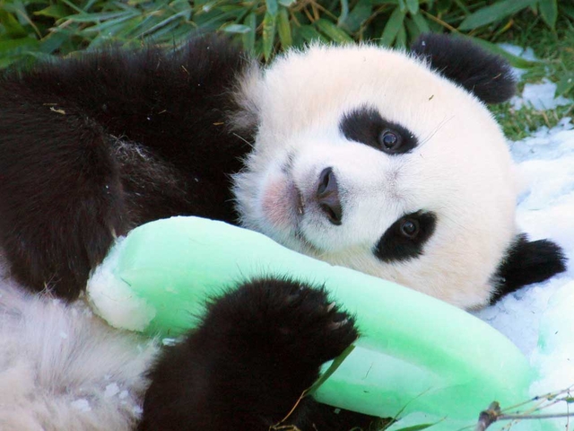 6. アドベンチャーワールド / 和歌山県