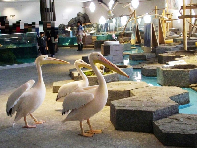 7. 生きているミュージアム ニフレル / 大阪府