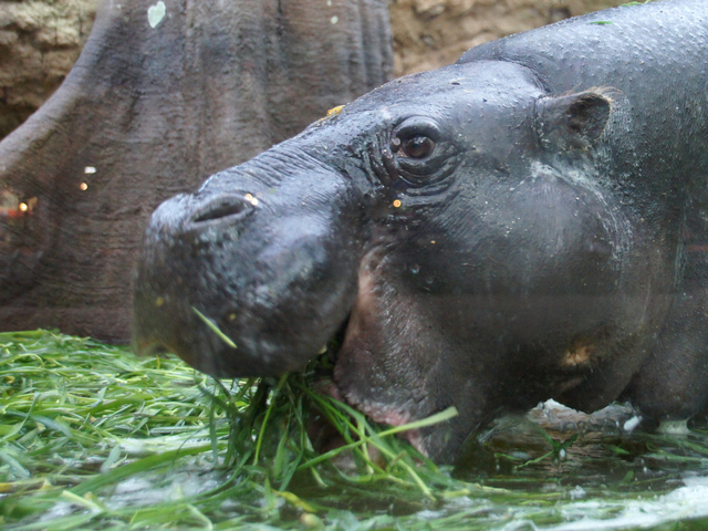 9. 神戸どうぶつ王国 / 兵庫県