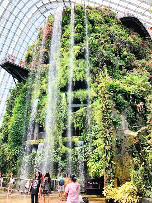 食虫植物など珍しい植物に出会える「クラウド フォレスト」