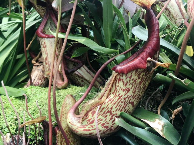 食虫植物など珍しい植物に出会える「クラウド フォレスト」