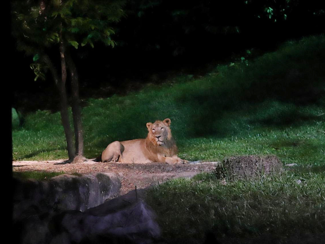 市内に戻って、夜の動物を見に「ナイトサファリ」へ