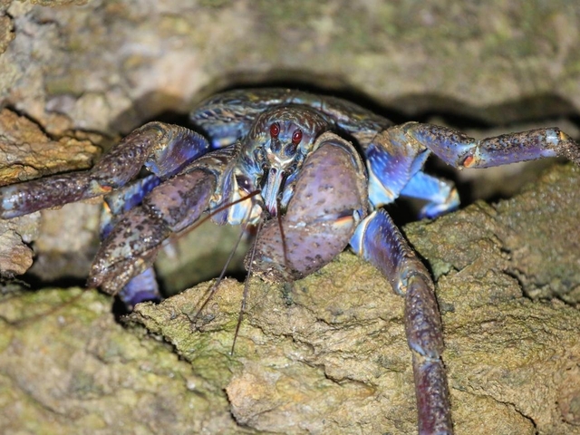 4. 探検！ナイトツアー