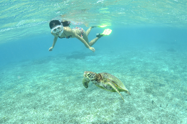 感動体験シュノーケルツアー＆ダイビング 