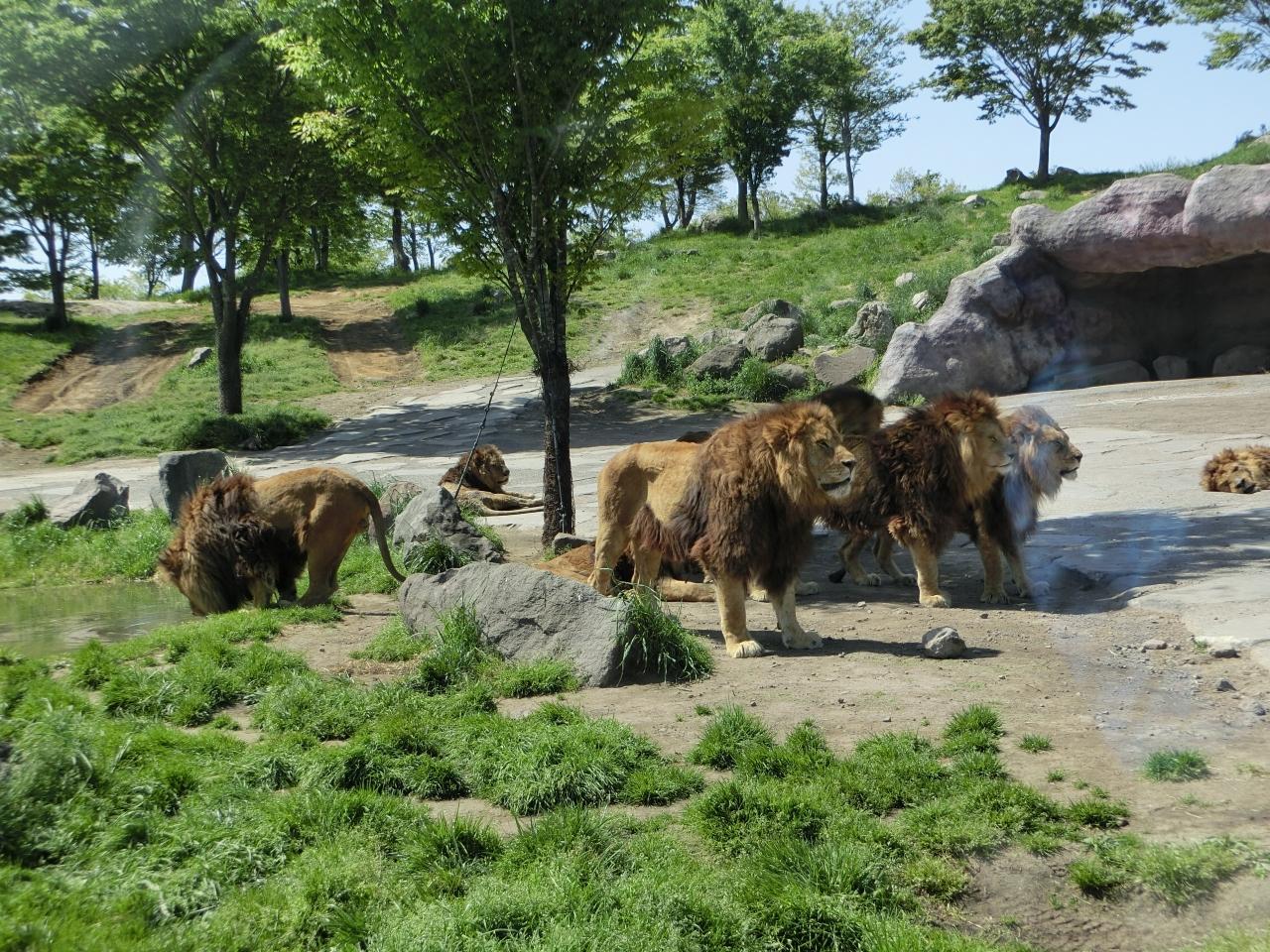 【大分県】九州自然動物公園アフリカンサファリ